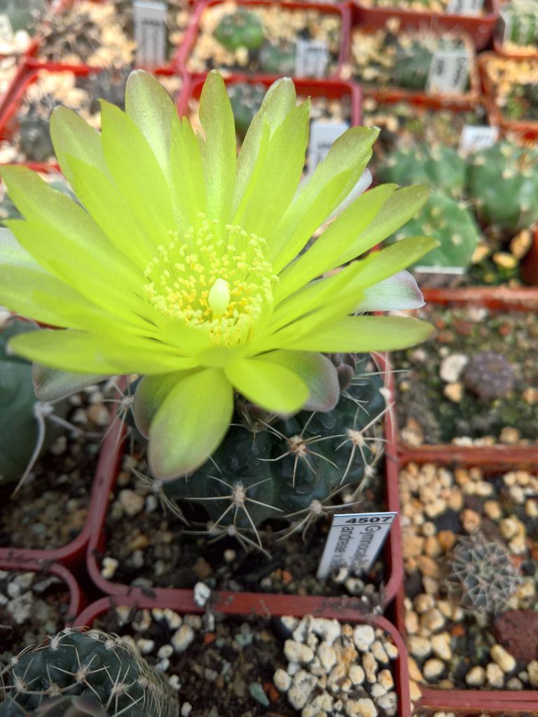 Gymnocalycium andreae vfechseri P 37